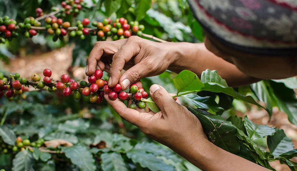 From Bean to Cup: The Journey of Organic Coffee and Why It's Worth It - Brewed Monday Coffee