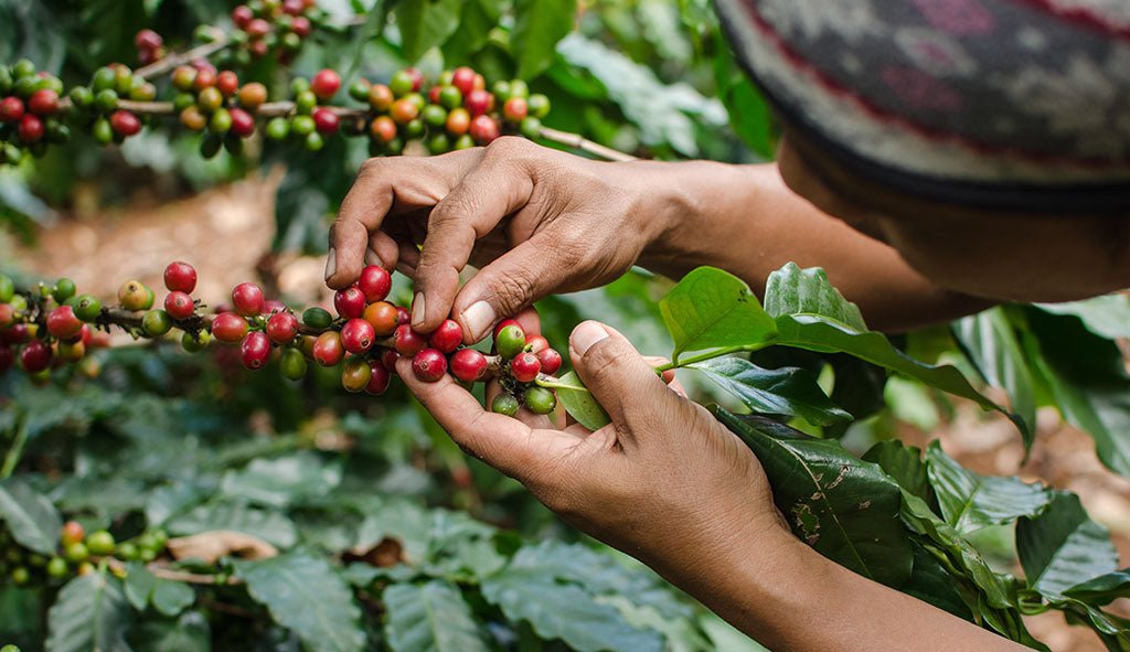 From Bean to Cup: The Journey of Organic Coffee and Why It's Worth It