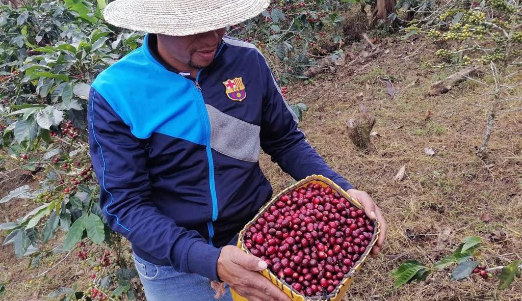 From Farm to Cup: Understanding Natural Process and Honey Process Coffee - Brewed Monday Coffee